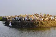 Les Guetteurs : un voyage ornithologique entre Bretagne et Sénégal