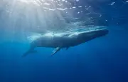 Les infrasons des baleines : une communication océanique sur des centaines de kilomètres