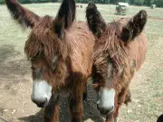 Les maisons de site rouvrent pour offrir des alternatives aux écrans pendant les vacances