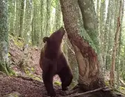 Les oursons du Béarn en pleine forme grâce à un hiver doux