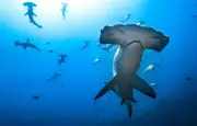 Les requins et leur étonnante capacité d'électroréception expliquée