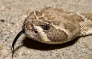 Les serpents à fosse thermique : une vision alternative par la chaleur