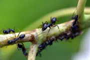 Les venins de fourmis dévoilent leur complexité insoupçonnée