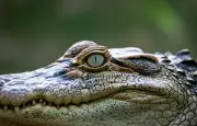 L'Inde étudie l'utilisation de crocodiles et serpents pour sécuriser sa frontière avec le Bangladesh