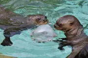 Loutres Géantes au Zoo de La Palmyre : Une Histoire d'Amour et de Conservation