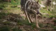 Lozère : brigade loup, jeux à Fontanilles et visite d'usine hydroélectrique