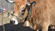 Lozère : concours Aubrac, concert et atelier cuisine en septembre