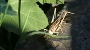 Lozère : insectes, randonnées et salle fraîcheur au programme