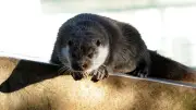 Lozère : loutre, documentaire et balade en forêt au programme