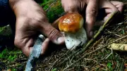 Lozère : mobilisation, rencontre littéraire et mycologie au programme