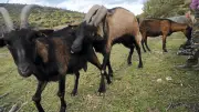 Lozère : visites de fermes, musée du Gévaudan et concert d'orgue