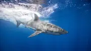 Lune de miel tragique aux Maldives : un marié amputé après une attaque de requin