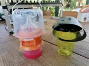 Lutte contre le frelon asiatique : un appel à la mobilisation générale