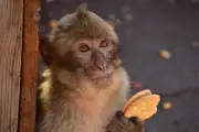 Macaques de Gibraltar : glaces, biscuits et terre au menu