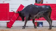 Mauguio : le portier des arènes grièvement blessé par un taureau est hors de danger