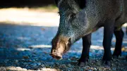Messanges : une laie et ses marcassins attaquent une promeneuse et son chien en centre-ville