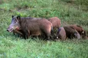Messanges : une laie et ses marcassins chargent un chien et sa maîtresse en centre-bourg