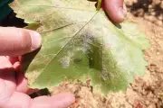 Mildiou dans le Var : la Chambre d'agriculture lance l'alerte