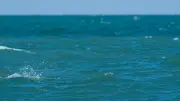Mondial du Vent : wingfoil, windsurf et parawing enflamment Leucate