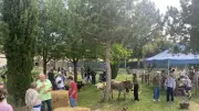 Montfaucon célèbre la fraise lors d'un week-end festif et gourmand