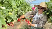 Montfaucon, terre de fraises : un terroir ensoleillé célèbre ses fruits et ses producteurs