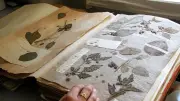 À Montpellier, un herbier du XVIe siècle menacé par des insectes