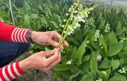 Muguet du 1er mai : la récolte anticipée face au réchauffement climatique