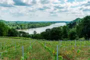 Muscadet : Les Crus Révèlent la Richesse Géologique du Vignoble