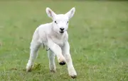 Naissance rarissime de sextuplés chez une brebis dans le Vermont