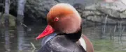 Nette rousse : un canard plongeur menacé par la destruction de son habitat