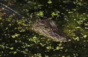 Nos derniers jours sauvages : une plongée dans les eaux troubles du bayou