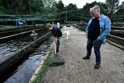 Nouvelle-Aquitaine : la filière piscicole en pleine croissance malgré la polémique Pure Salmon
