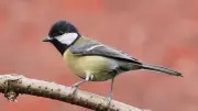 Paris réduit le bruit de 3 décibels en dix ans, mais les oiseaux chantent toujours plus haut
