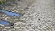 Paris-Roubaix 2026 : vols de pavés, sabotage ou collection ? L'Enfer du Nord menacé