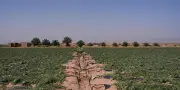 Pastèques et désert menacent les oasis marocaines