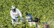 Pesticides et cancer : une étude franco-péruvienne révèle un lien statistique robuste