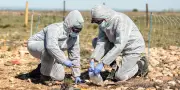 Plaine de la Crau : expérience pour restaurer des sols pollués par les armes