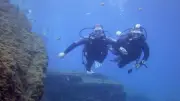 Plongée au Cap d'Agde : 10 espèces marines à observer