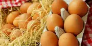 Pénurie d'œufs en France : causes, conséquences et perspectives du marché