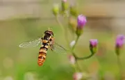Pollinisateurs et insectes : héros méconnus de nos jardins