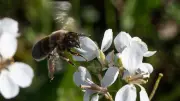 Portiragnes : deux événements pour protéger abeilles et comprendre frelons