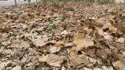 Pourquoi les feuilles tombent-elles si tôt à Montpellier ?