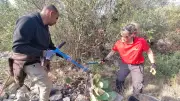 Pourquoi l'ONF arrache les figuiers de barbarie à Sète