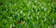 Pourquoi offre-t-on du muguet le 1er mai ? Histoire et traditions