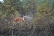 Premier feu de forêt d'ampleur en Charente-Maritime : 4 hectares brûlés