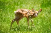 Printemps : Trois idées reçues dangereuses sur la vie animale démontées