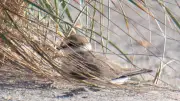 Protection des oiseaux migrateurs sur le littoral héraultais