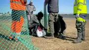 Protection des plages sauvages : un sanctuaire pour sauver les oiseaux nicheurs menacés
