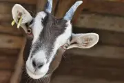 Près de Marseille, un homme jugé pour une série de viols sur des chèvres dans une ferme pédagogique