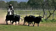 Présentation des toros d'Alès à Saint-Martin-de-Crau : une sélection rigoureuse pour la corrida